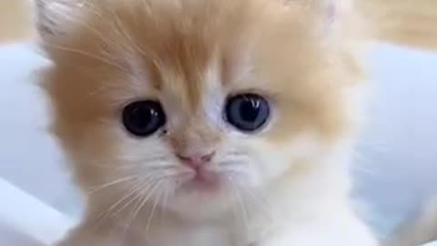 Cute lovely kittens cat lovers So cute