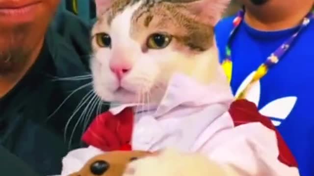 Cute Funny Cat That Will Make You Laugh Harder