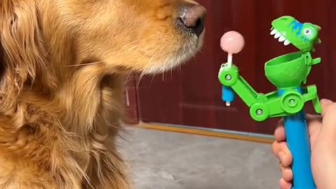 Dog Fanny Video 2023 #cat #dog #animal #fanny #shorts