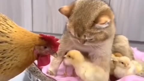 Funny animals