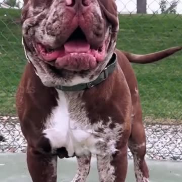 5 most deadliest dogs breeds in the world 🌎