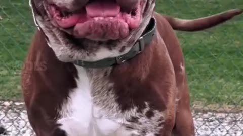 5 most deadliest dogs breeds in the world 🌎