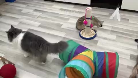 Try Not To Laugh" Funniest Cats and Dogs 2024 "