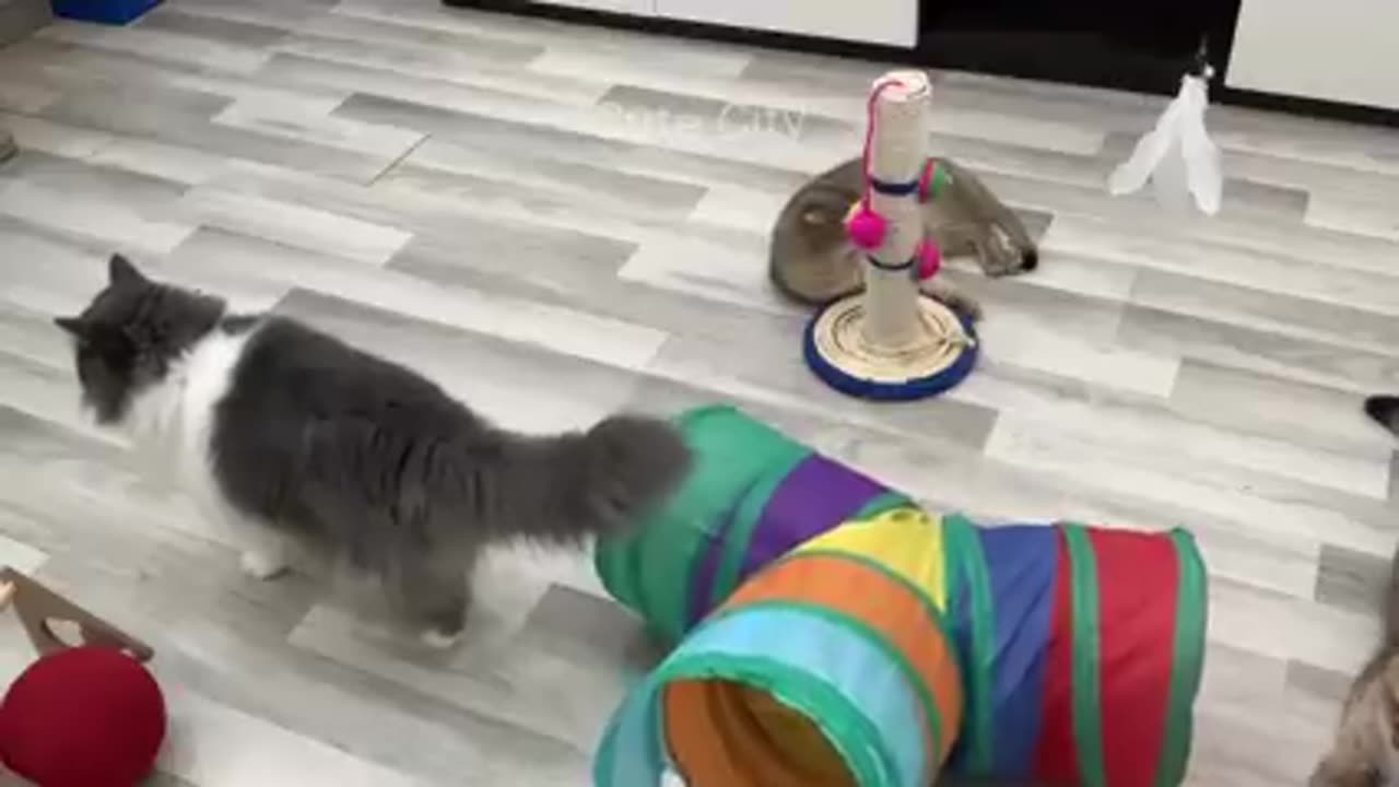 Try Not To Laugh" Funniest Cats and Dogs 2024 "