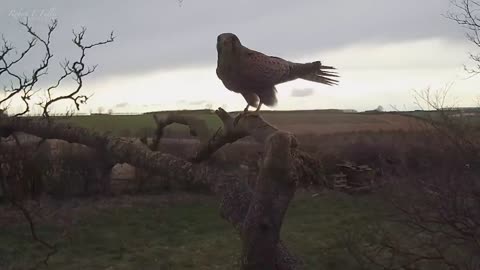 Tawny Owl Fights To Protect Eggs From Persistent Young Kestrel,viral,rescue,