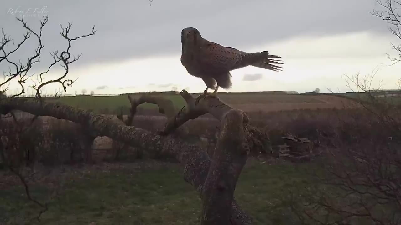 Tawny Owl Fights To Protect Eggs From Persistent Young Kestrel,viral,rescue,