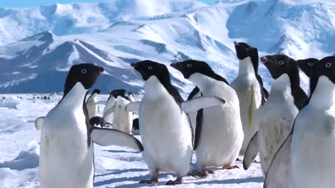 Adélie Penguins on the sea ice