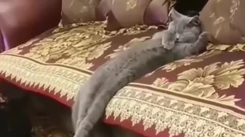 animal funny video
