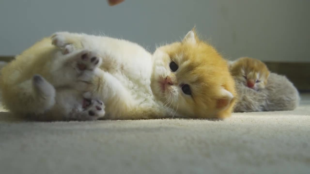 Kitten Pudding Fights with Human to Protect sleeping Babys dangerous cat baby
