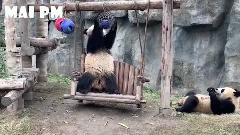 Funniest Animal Videos - Try not to laugh with Funny Animal's Life Compilation