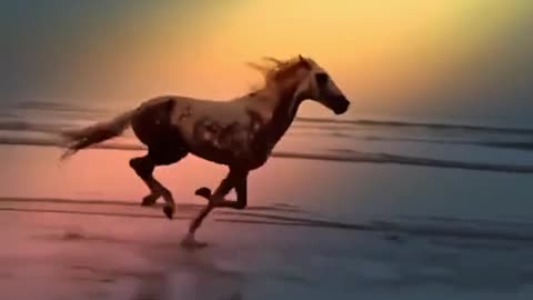 Horses