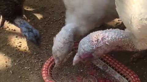 Turkeys eating