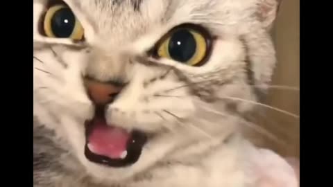 Most Funniest Cat Videos Ever Watched🤣 Try To Hold Your Laugh Part 4
