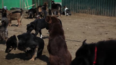 Finding Forever Homes : A Look Inside Our Dog Shelter