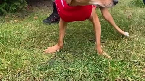 How to take care of a disabled dogs