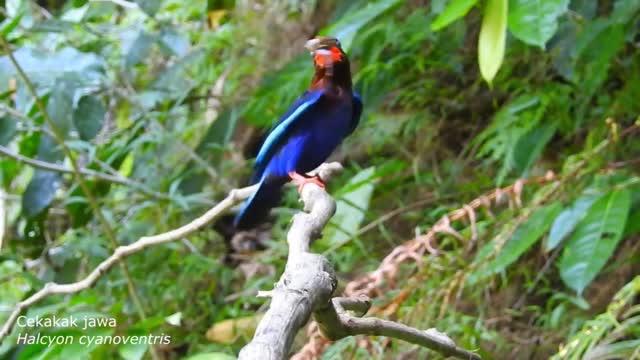 BURUNG YANG CANTIK