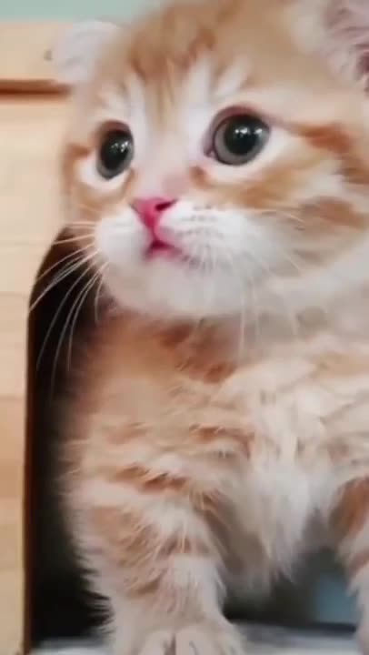 funny cute baby Persian cat sleeping |life funny pets | cats playing | #shorts