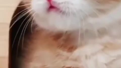 funny cute baby Persian cat sleeping |life funny pets | cats playing | #shorts