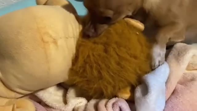GIFT FOR DOGGIE