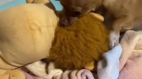 GIFT FOR DOGGIE