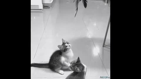 My Funny Cats | Playing too cute 🐕 wait for the end # cat # funny video 🙄💕