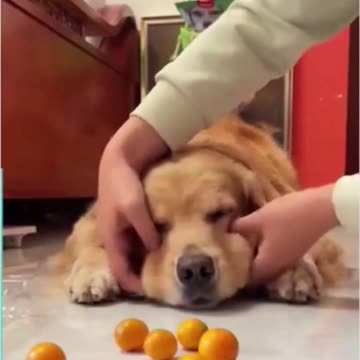 HILARIOUS! This Dog needs to start his own Magician Comedy Act!!