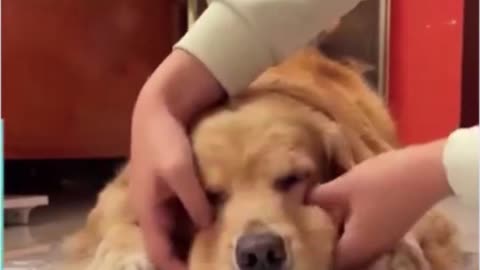 HILARIOUS! This Dog needs to start his own Magician Comedy Act!!