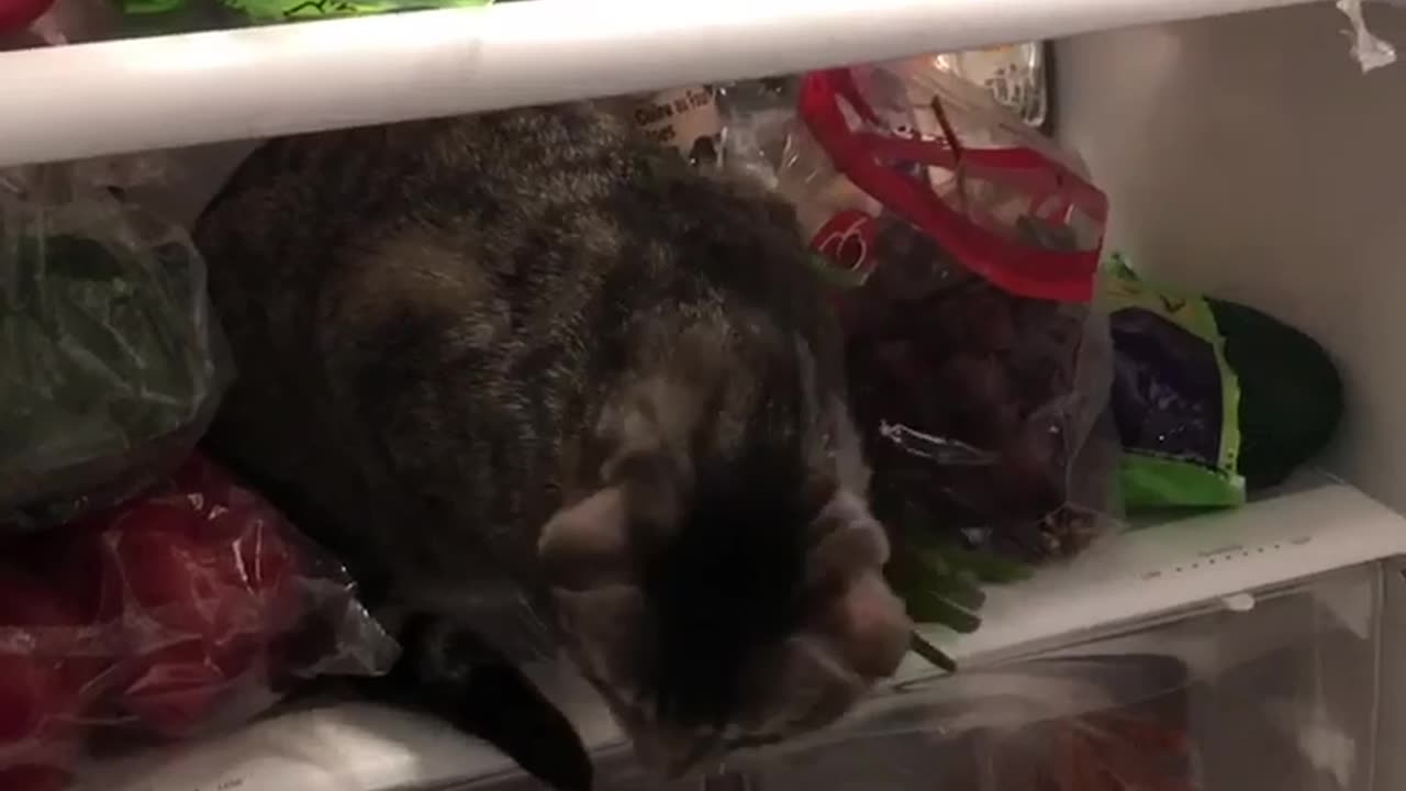 Feline Found Chilling in the Fridge