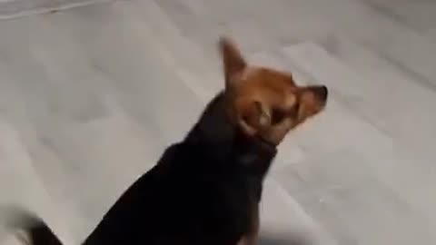 Dog's friends are Cat