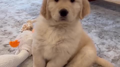 Puppies First Nap at Home!