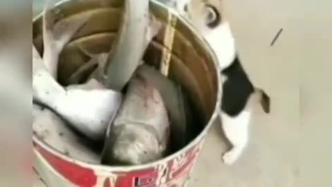 😺The cutest🥰and smallest🤏fish🐟thief👀😻🤣