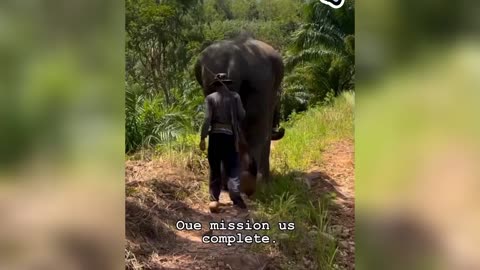 Here is a quick tip to get rid of the elephant lice for you.