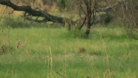 Lion Cubs Hunt Alone