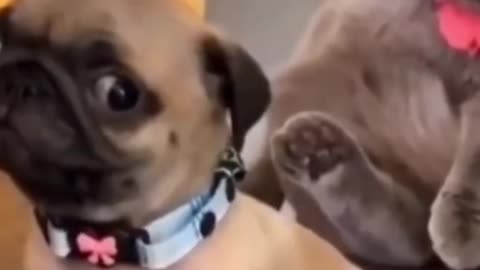 Funny Cat Videos Shorts CompilationFunny Dog Video