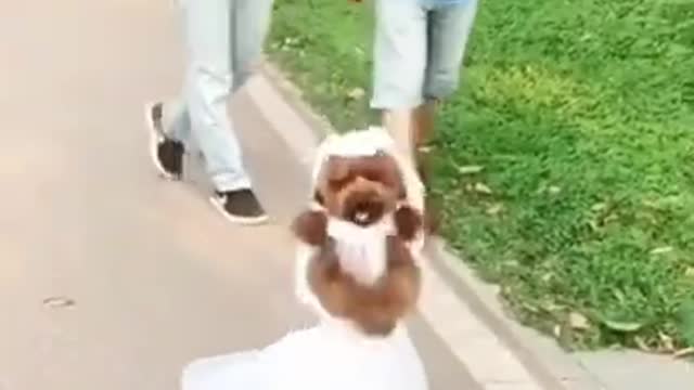 Dog In Bridal dress | Funny Video