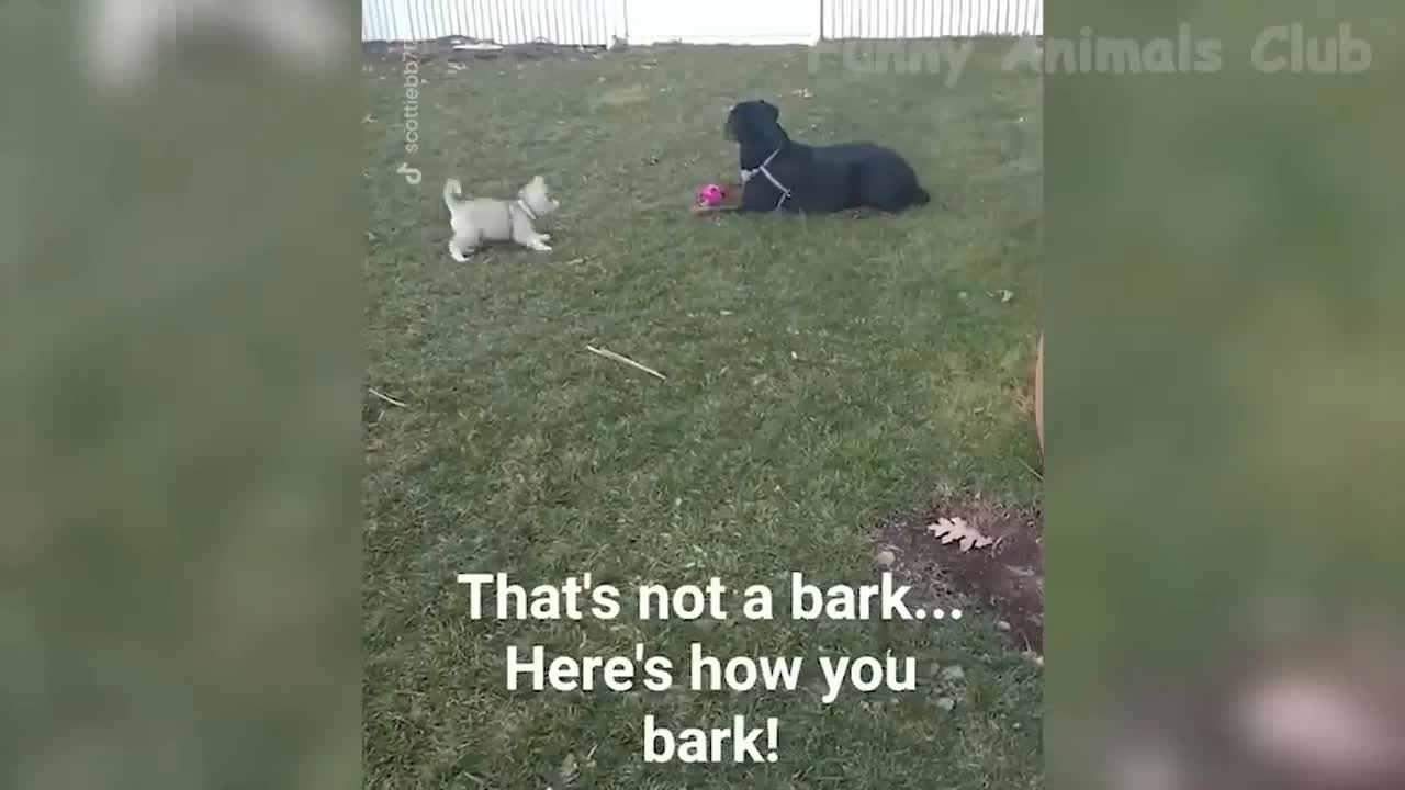 Naughty it again