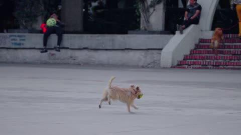 Dog Playing With Ball