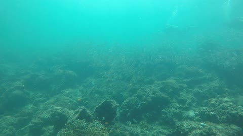 sea ​​landscape fishes