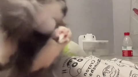 Cute Cats And Kittens Meow Meow