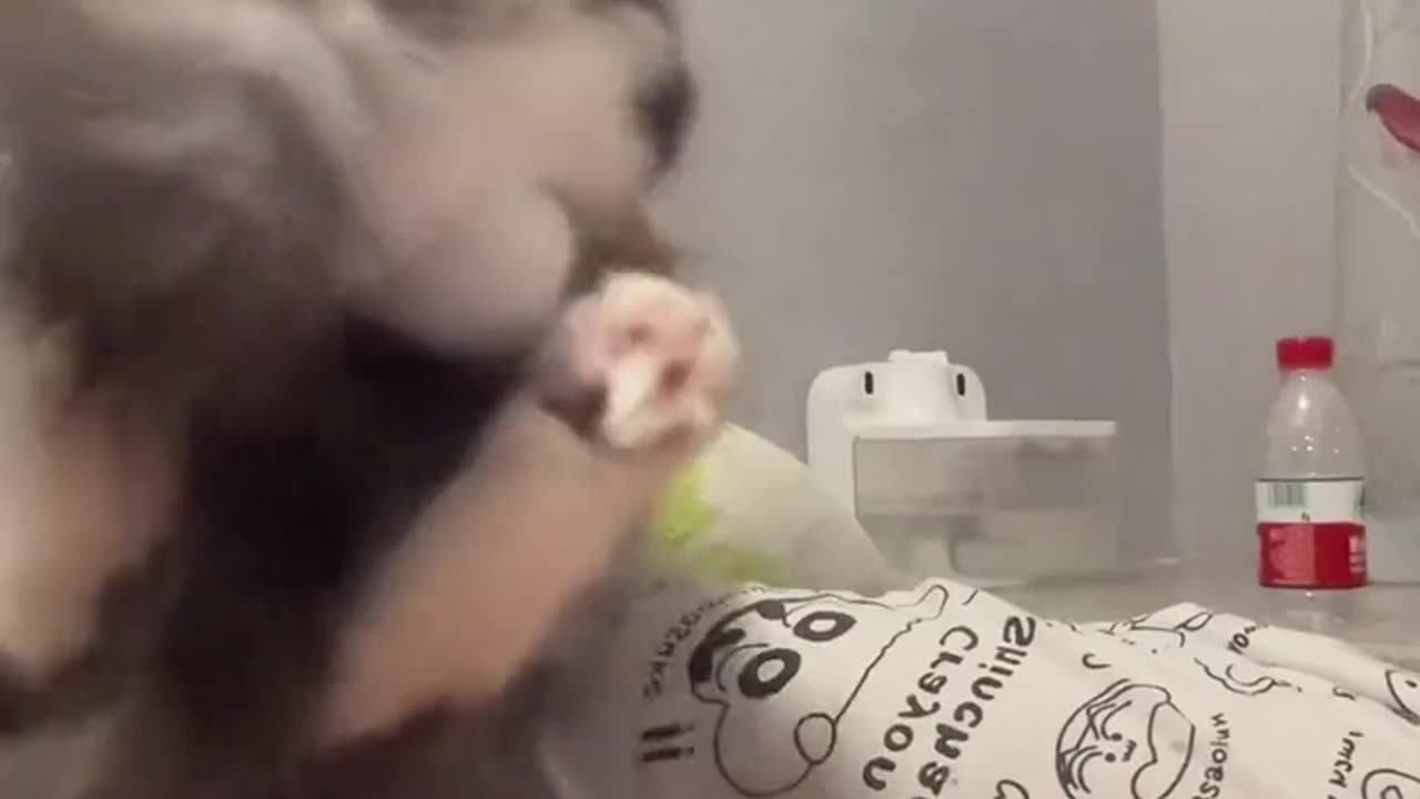 Cute Cats And Kittens Meow Meow