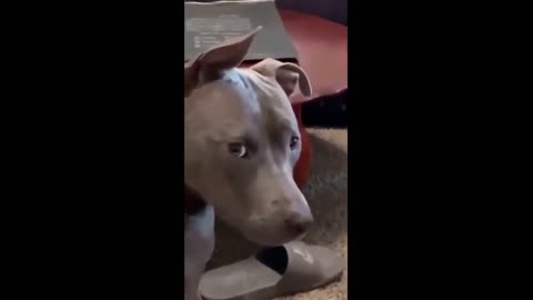 Funny Pets That Can Cure Your Mood Instantly 😺😍 (1)