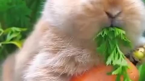 Cute rabbit eating the carrot 😋