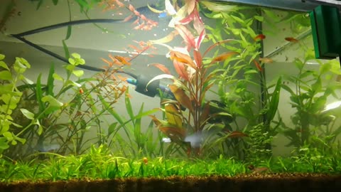 20 liter aquarium without filter
