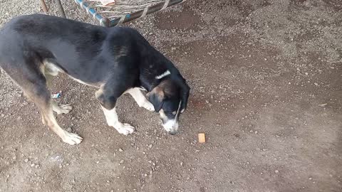Hungry Dog eat biscuits