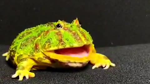 Funny frogs 🐸😂😂😂