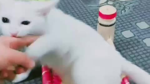 chhoti si pyari si billi ki video Cute|beautiful cute angry cats