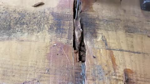 DIY table made of old logs.Zelkova is 407 years old.