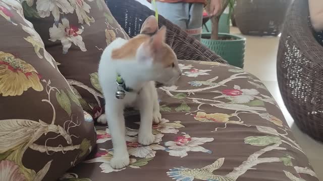 When Cat Seeing Stranger Cat Take back | Viral Cat