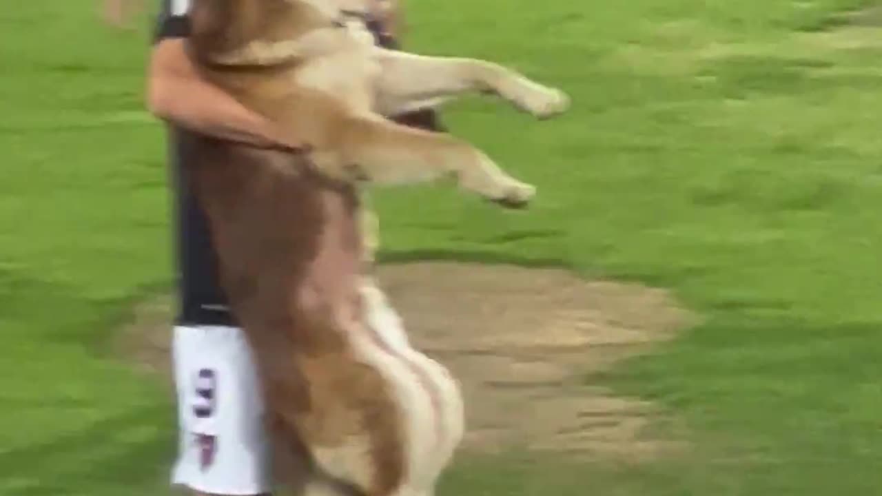 Football tournament race dog viral