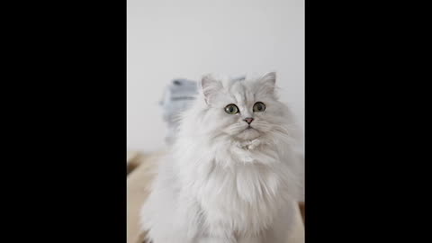 cute cats